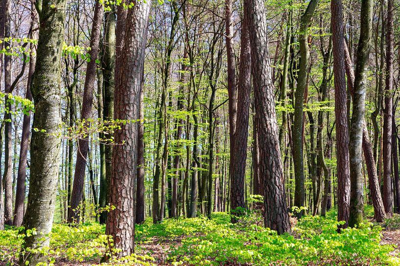 Forest with beech trees by ManfredFotos