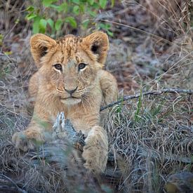 Leeuw | Zuid-Afrika | Krugerpark van Claudia van Kuijk