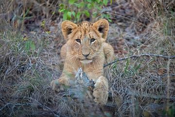 Lion | Afrique du Sud | Parc Kruger sur Claudia van Kuijk