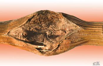 Rebholz 