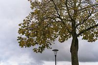 Still life with tree and lantern / Stillleben mit Baum und Laterne