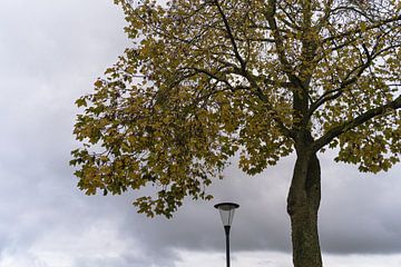 Stilleven met boom en lantaarn / Stillleben mit Baum und Laterne van Beate.fotopassie