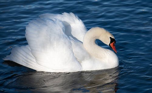 A white mute swan gracefully on the dark lake