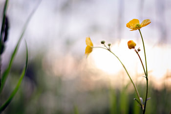 Gele Bloemen