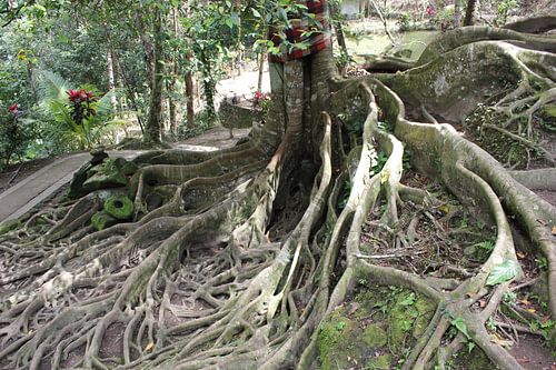 Indonesië: Boom der Kronkels (Bogor)