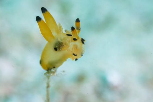 Sea snail @ Komodo, Indonesia