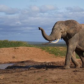 Éléphant dans le parc d'éléphants d'Addo, Afrique du Sud sur Joost Jongeneel