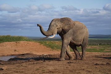 Olifant in het Addo Elephant Park, Zuid-Afrika van Joost Jongeneel