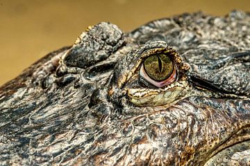 Mississippi Alligator von Rob Smit