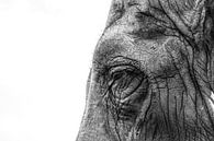 Close-up van olifant van Christiaan Onrust thumbnail