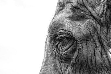 Close-up of elephant by Christiaan Onrust