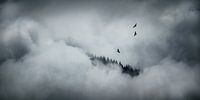 Drie buizerds in de wolken van Nando Harmsen thumbnail