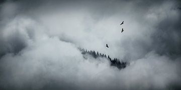 Drie buizerds in de wolken van Nando Harmsen
