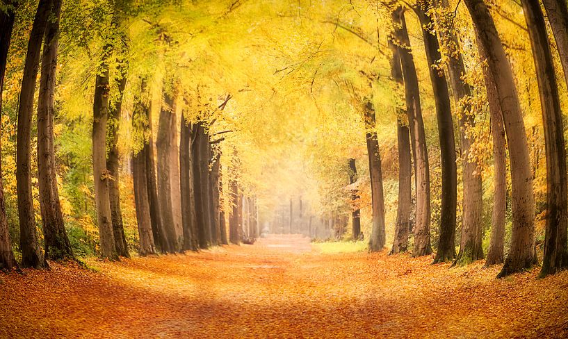 Yellow forrest by natascha verbij