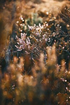 Licht in der Kalmthoutse Heide