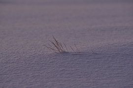 Arktisches Details von Kai Müller