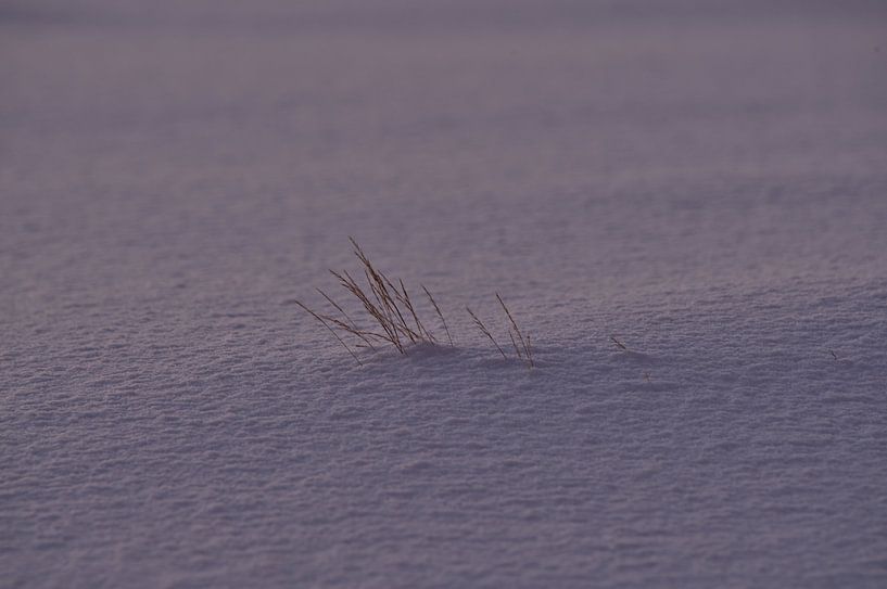 Arctische gegevens van Kai Müller