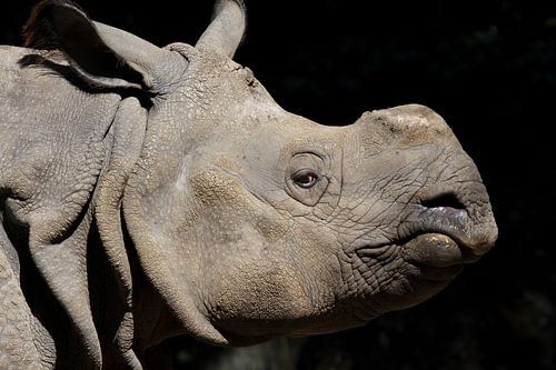 Neushoorn