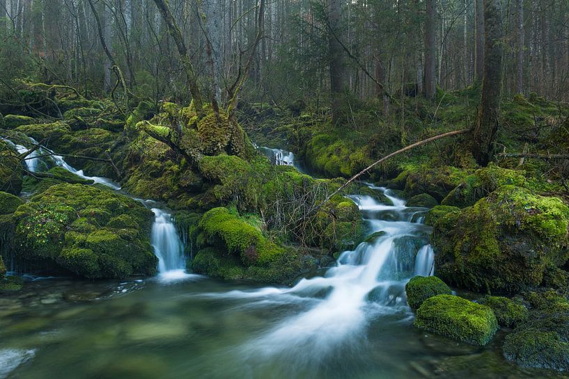 In the moss-covered valley by Denis Feiner