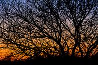 Silhouet van een boom tegen avondlicht van Bas Vogel thumbnail