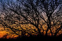 Silhouette eines Baumes im Abendlicht