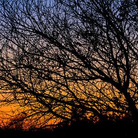 Silhouette eines Baumes im Abendlicht von Bas Vogel