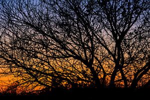 Silhouette eines Baumes im Abendlicht von Bas Vogel