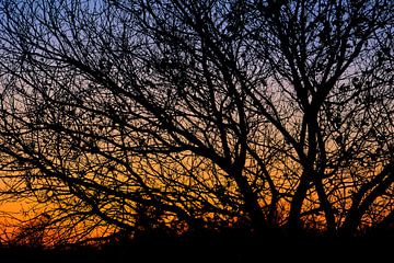 Silhouet van een boom tegen avondlicht van Bas Vogel