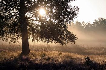 Zonsopkomst op de Veluwe, nevels en een silhouet