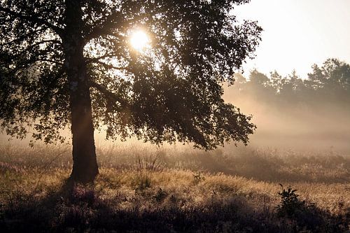 Zonsopkomst op de Veluwe, nevels en een silhouet
