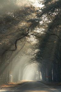 Ein schöner Herbstmorgen in Bergen op Zoom