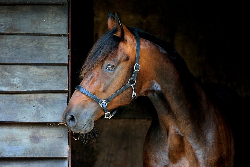 Bruin paard in staldeur  van Studio Nooks