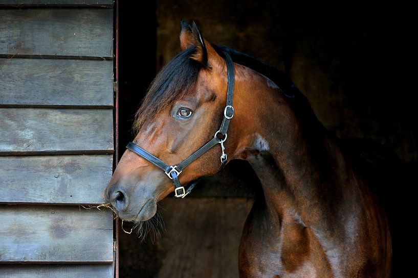 Cheval Brown dans la porte stable par Studio Nooks