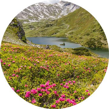 Berglandschap "Alpenroosjes bij de Giglachsee" van Coen Weesjes