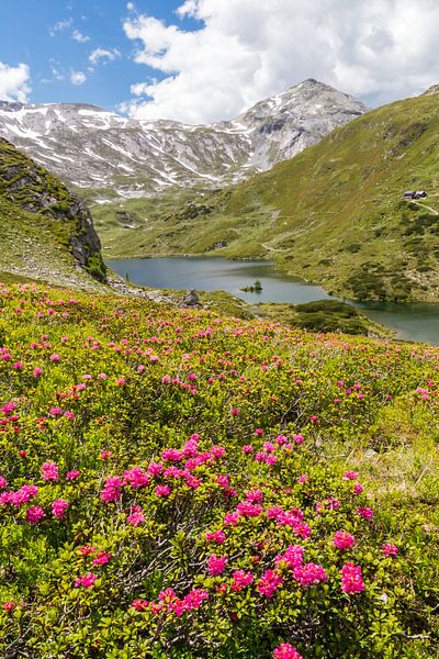 Mountain landscape "Alpine roses at the Giglachsee" by Coen Weesjes