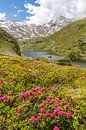 Mountain landscape "Alpine roses at the Giglachsee" by Coen Weesjes thumbnail