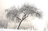 Obstbaum im Winter von Jana Behr Miniaturansicht