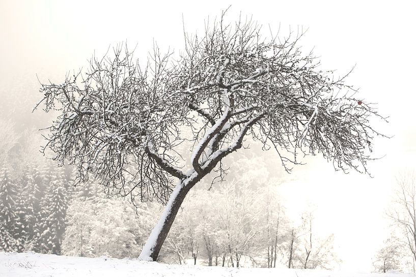 Obstbaum im Winter von Jana Behr