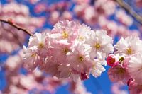 Blooming poetry - cherry blossoms in spring