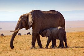 saugender Elefant von Peter Michel