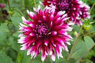 Dahlia par Jolanda van Eek en Ron de Jong Aperçu