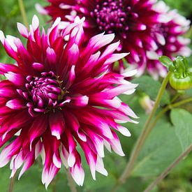 Dahlia by Jolanda van Eek en Ron de Jong
