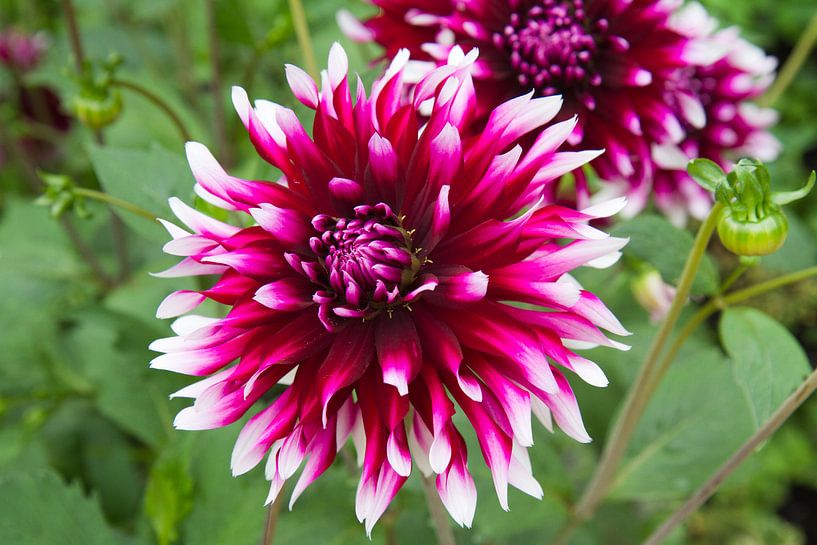 Dahlia par Jolanda van Eek en Ron de Jong