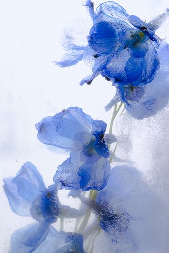 Rittersporn in Eis 3