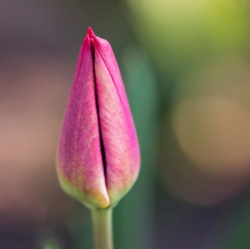 Gros plan d'une tulipe
