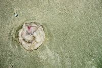 Kwallen op het strand