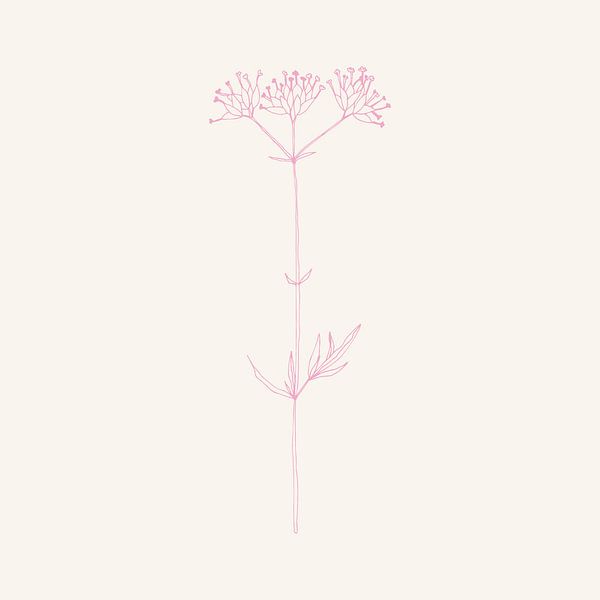 Romantic botanical drawing in neon pink on white no. 8 by Dina Dankers