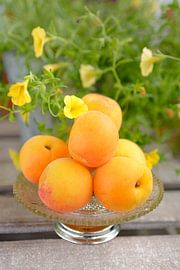 Frische Aprikosen in einer Schale stehen auf einem Tisch im Garten von Edith Albuschat
