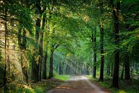 Forest avenue with sun through the woods on the Utrecht Hill Ridge