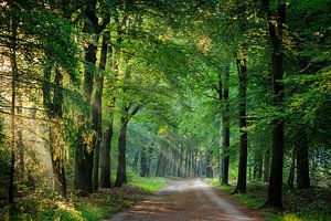 Waldallee mit Sonne durch den Wald auf dem Utrechter Hügelkamm
